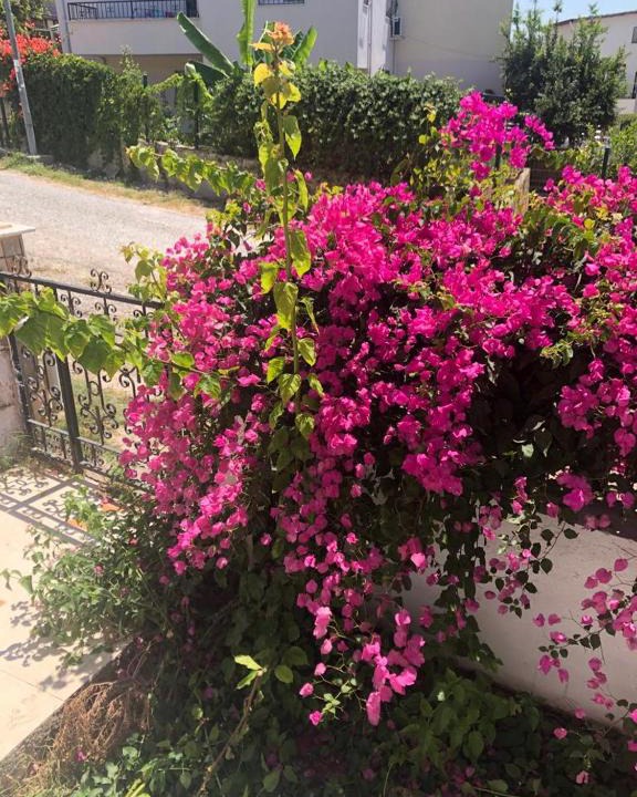 Kadnlar Denizi Mahallesi Villa | Kuşadası Forest view entire house