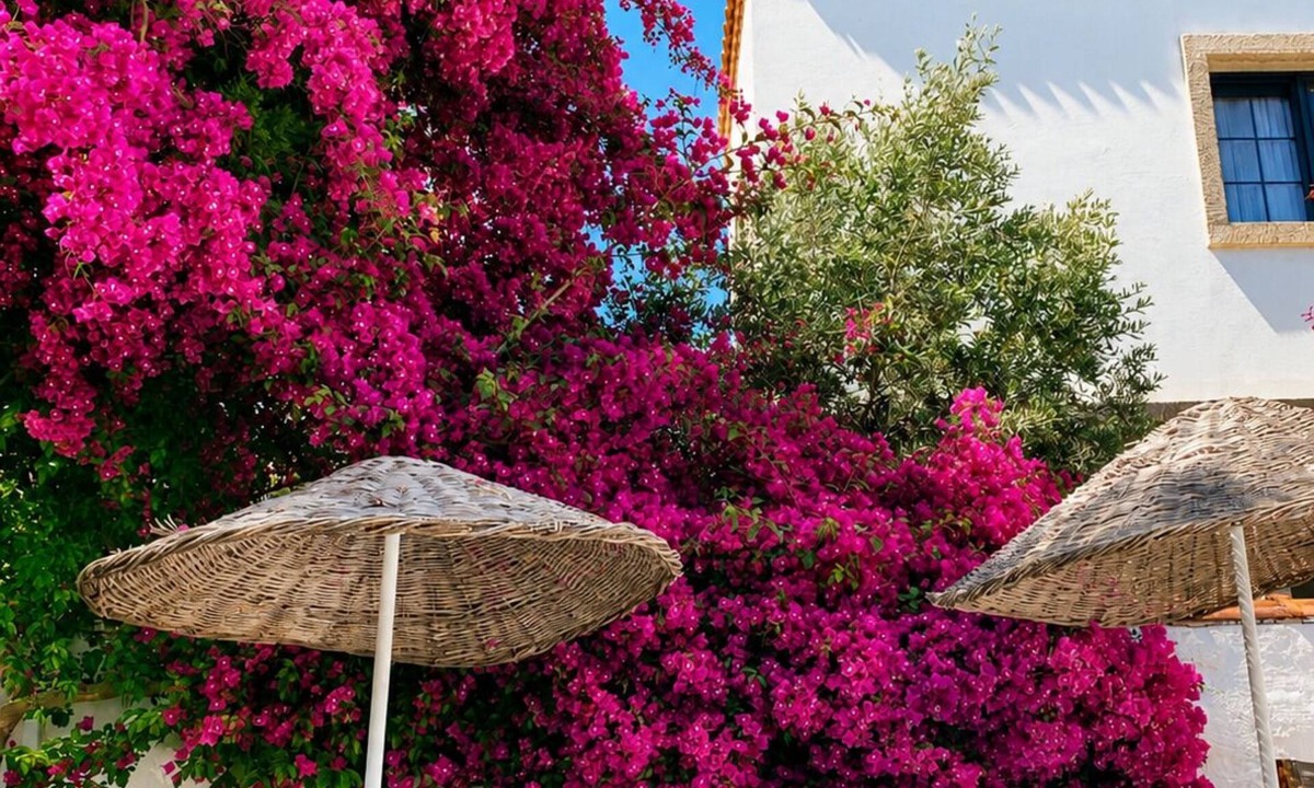 Hacımemis House | Moy Otel