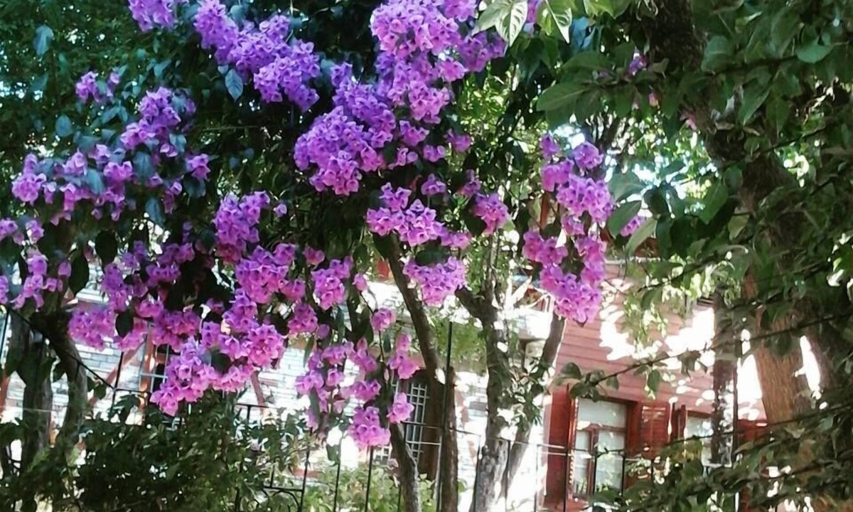 Adalar House | Orhan Kutbay'in Evi Turyolu Cafe Pansiyon