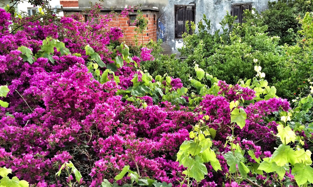 Cesme House | Parmis Rooms