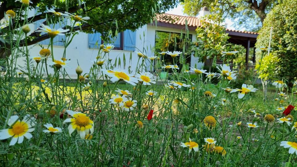 Datca Villa | Villa nar