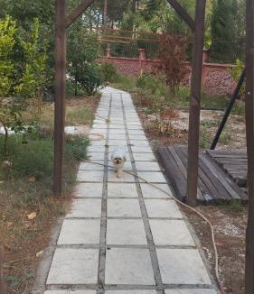 Turgut Apartment | Gökbük otel