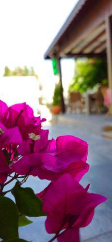 Photo of Others in Bodrum City Center