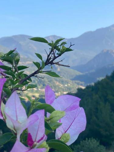 Photo of Others in Olympos