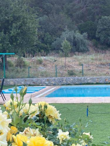 Photo of Others in Olympos