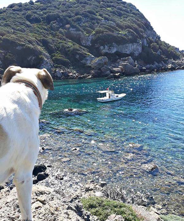 Photo of Others in Turgutreis