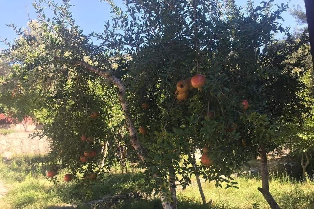 Photo of Outdoor in Olympos