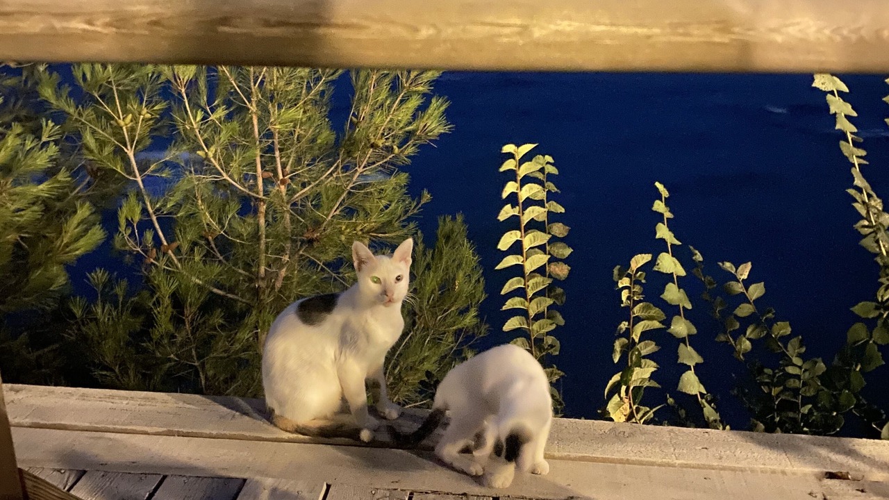 Photo of Others in Suleymanpasa