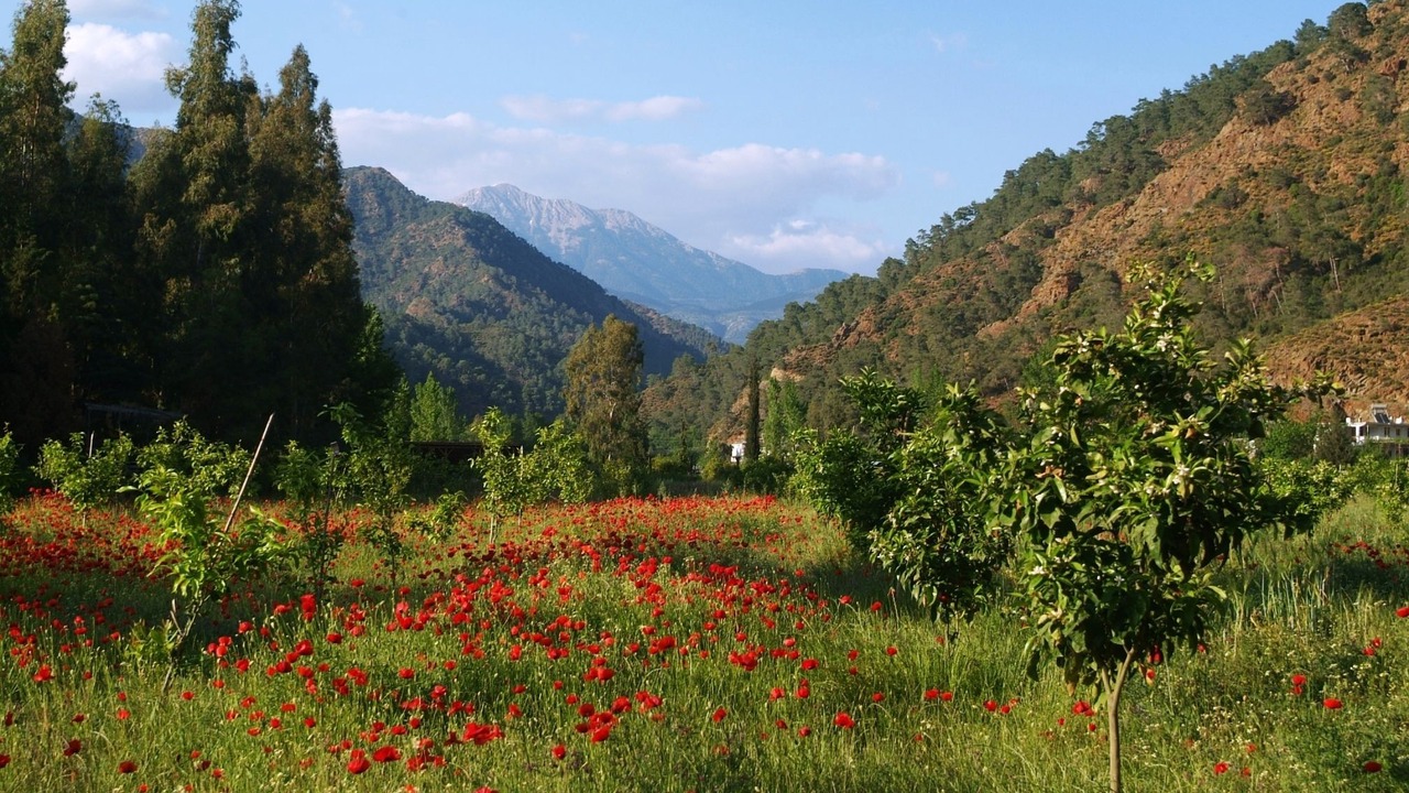 Photo of Others in Yaniklar