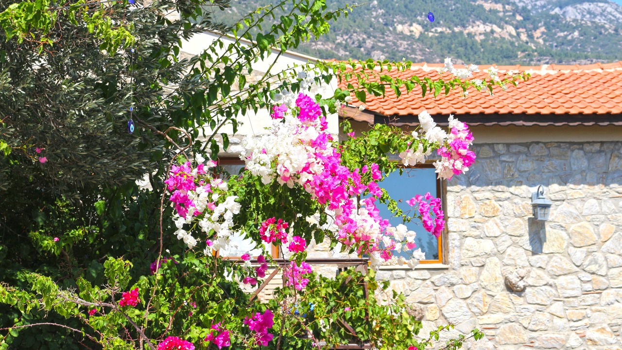 Photo of Outdoor in Mesudiye