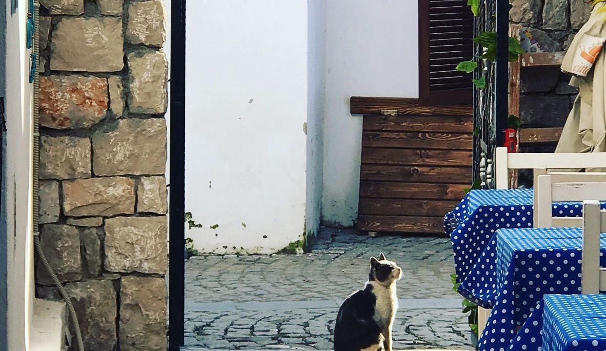 Photo of Others in Sigacık