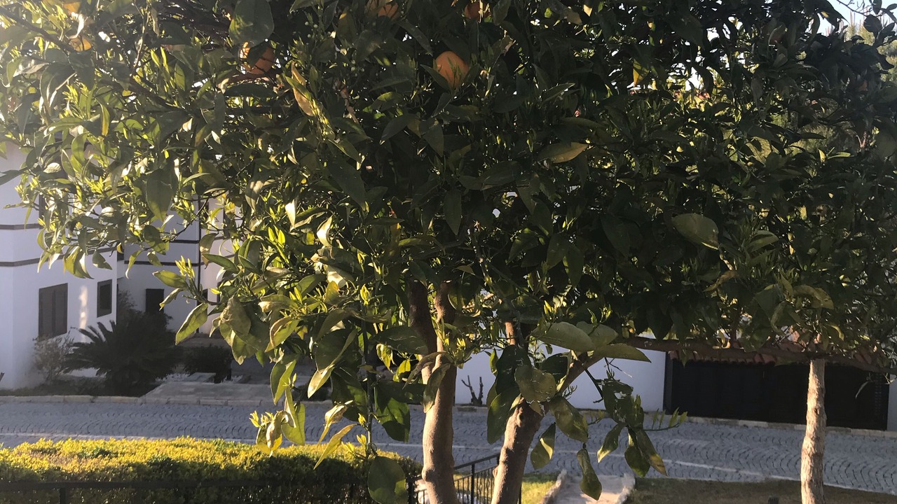 Photo of Outdoor in Manavgat