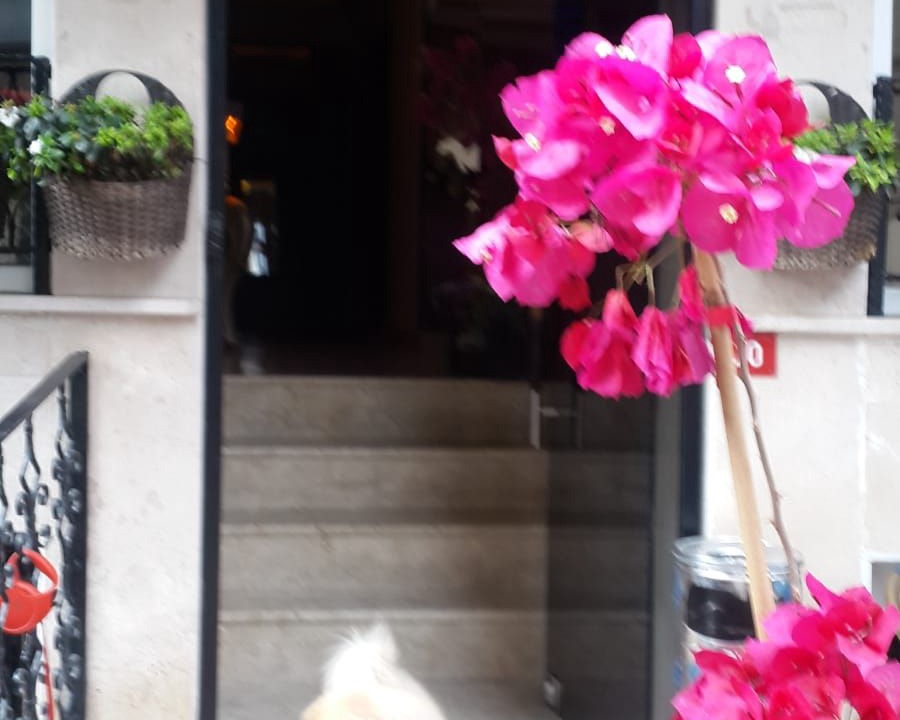 Photo of Outdoor in Beyazit