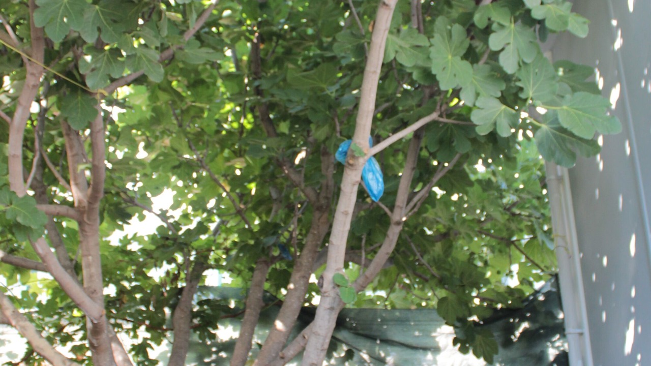 Photo of Outdoor in Ciftlik