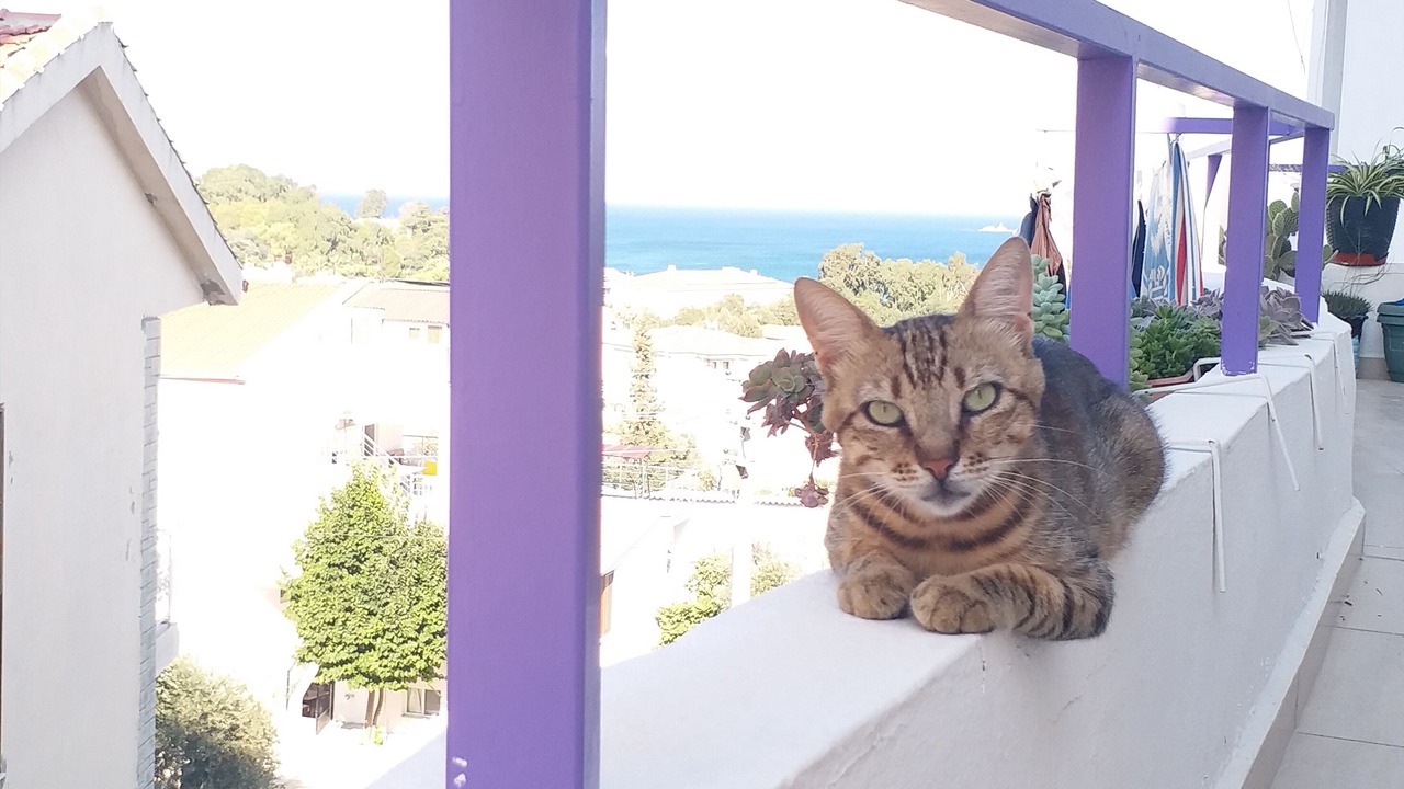 Photo of Others in Datca City Center