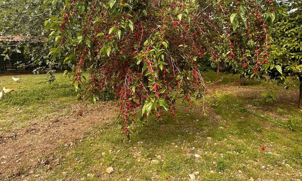 Photo of Outdoor in Dalaman