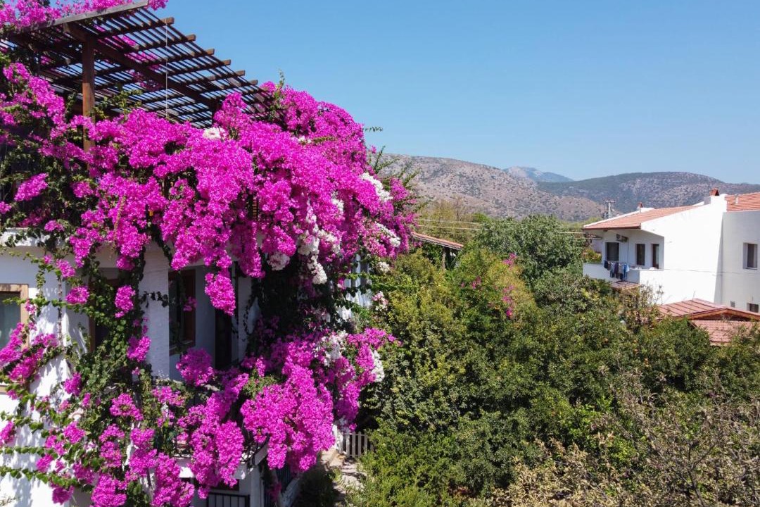 Photo of Others in Datca
