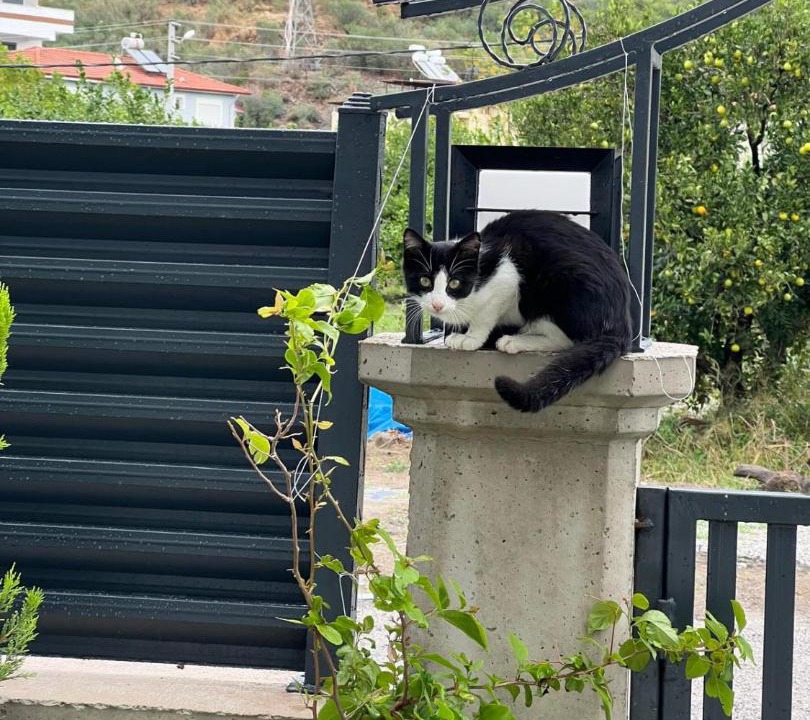Photo of Others in Dalaman