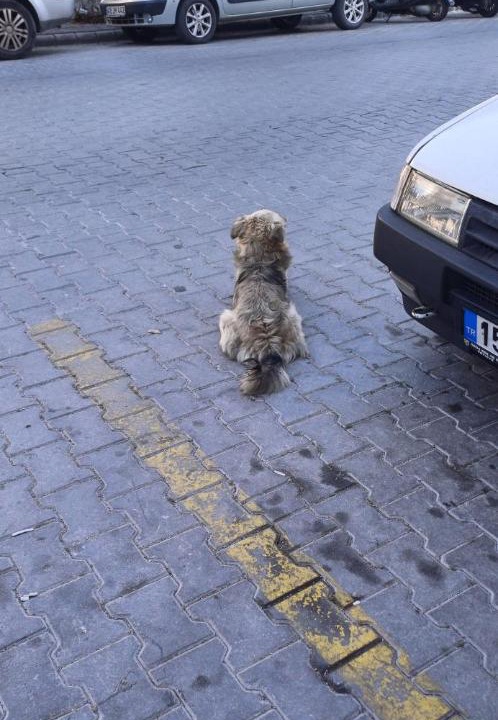 Photo of Others in Fethiye