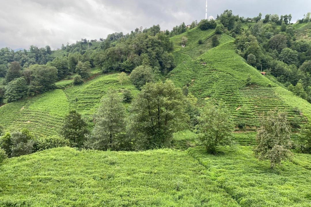 Photo of Others in Rize