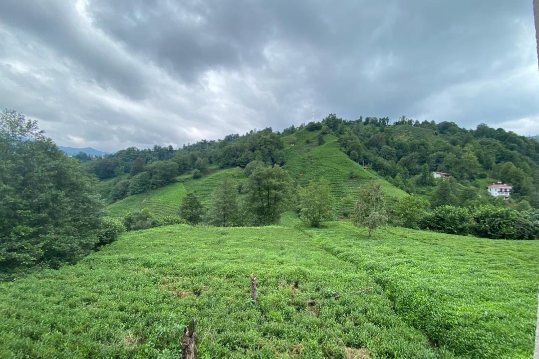 Photo of Others in Rize