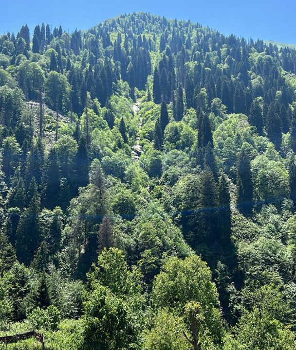 Photo of Others in Ayder Yaylasi