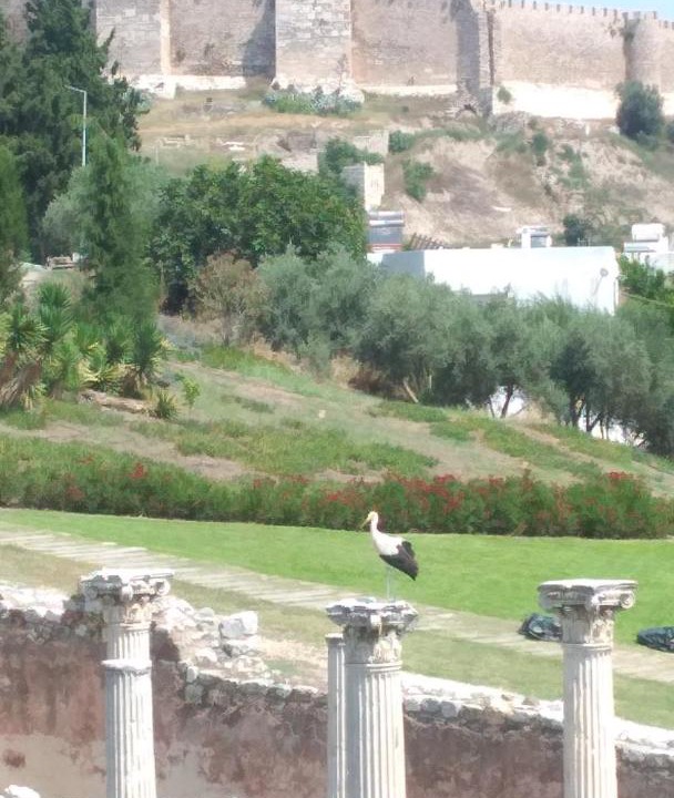 Photo of Others in Selcuk