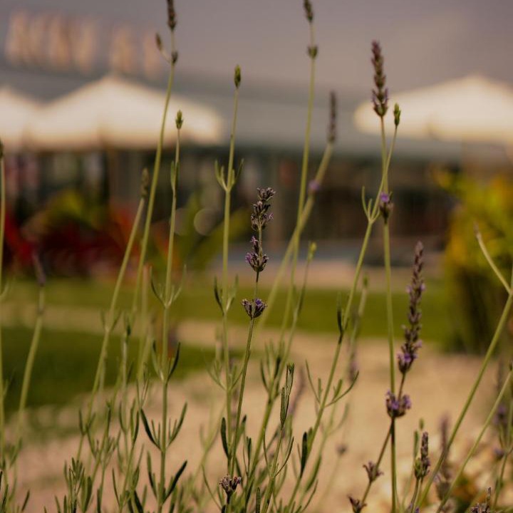 Photo of Others in Urla