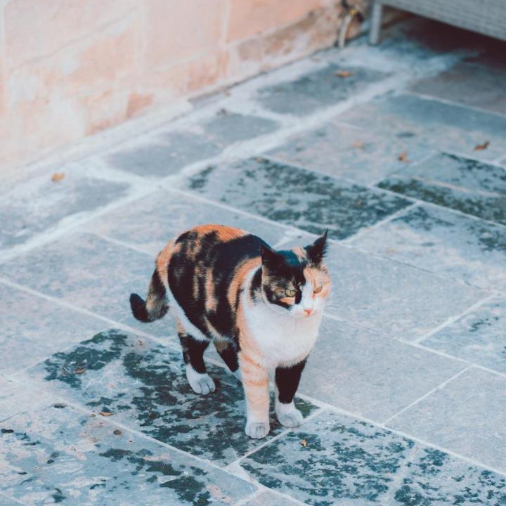 Photo of Others in Eyyubiye