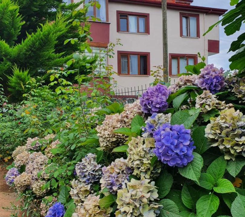 Photo of Others in Trabzon