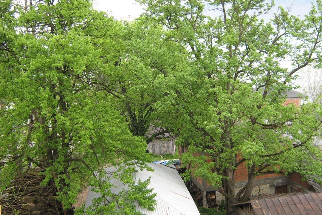 Photo of Others in Duzkoy