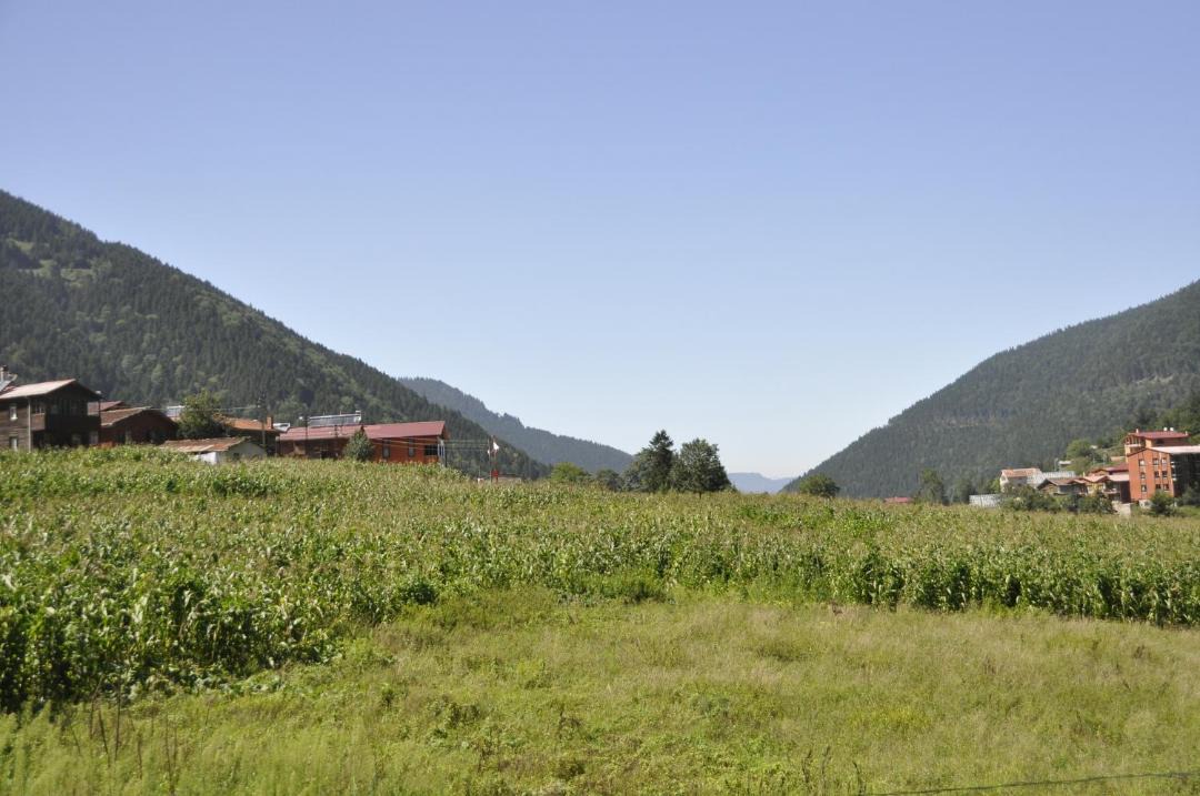 Photo of Others in Uzungol