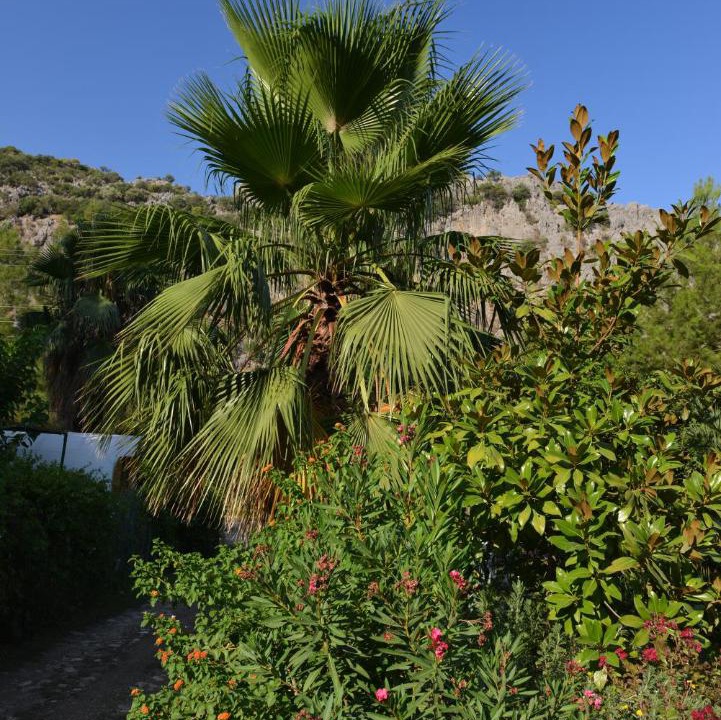 Photo of Others in Olympos