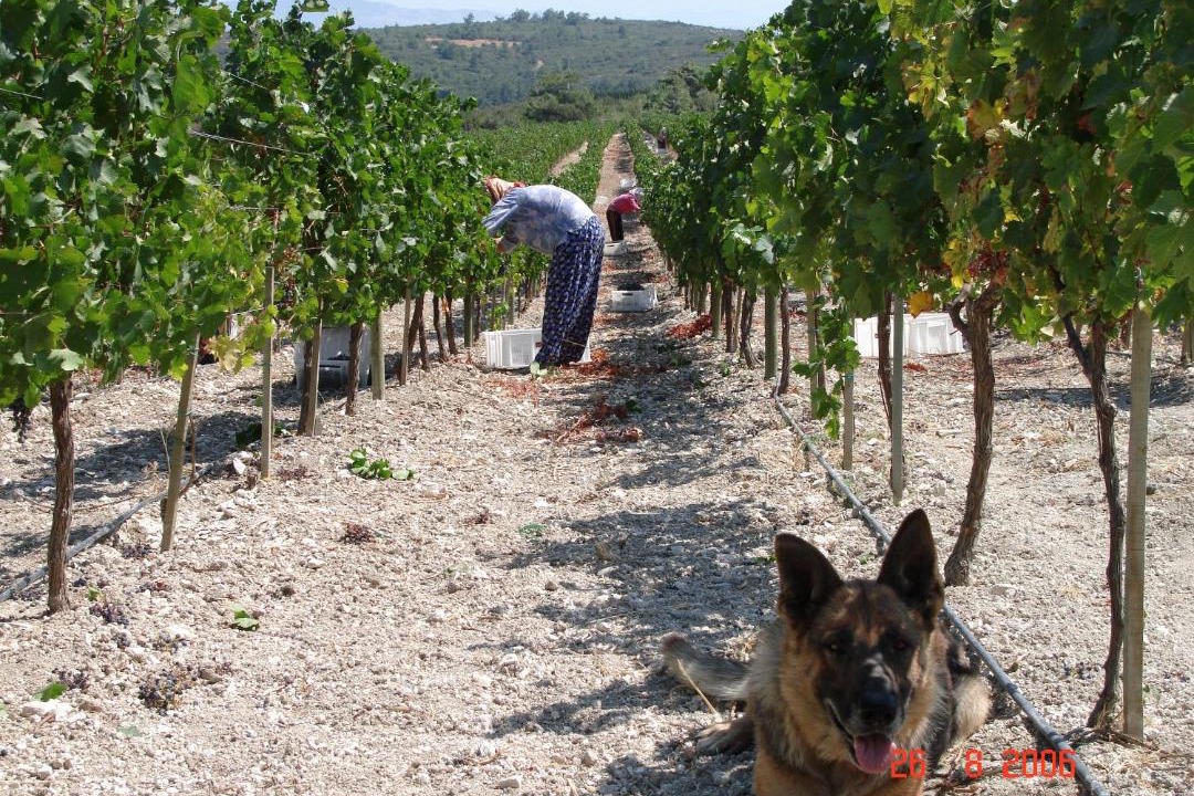 Photo of Others in Urla