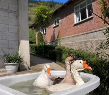 Ayder Apartment | Family Suite Apart Hotel Çamlıhemşin